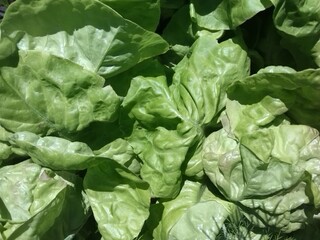  Fresh Green Lettuce Leaves, Green, Healthy Food Or Organic Produce