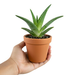 Photo of Hand Holding Small Potted Aloe Plant