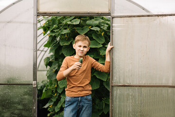Cute kid teenager boy eating fresh just harvested vegetable cucumber of a countryside farm near by...