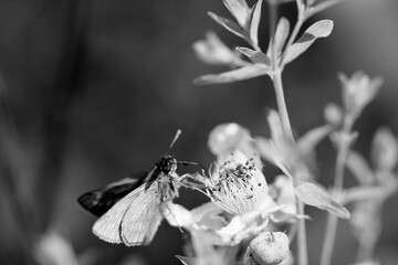 L’hespérie en noir et blanc © megara68