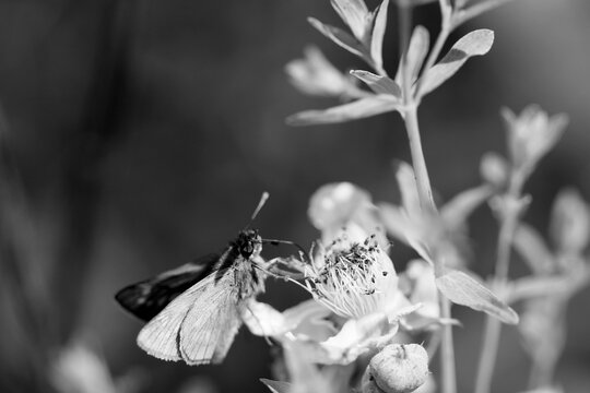 L&rsquo;hesp&eacute;rie en noir et blanc