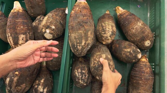 Grocery shopper handpicking taro root from vegetable section, farm-fresh produce, organic and raw ingredients for clean eating, dietary choices, culinary inspiration, vegan and plant-based food concep
