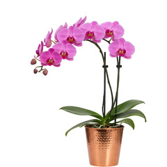 Pink Orchid Plant in Copper Pot on Black Background