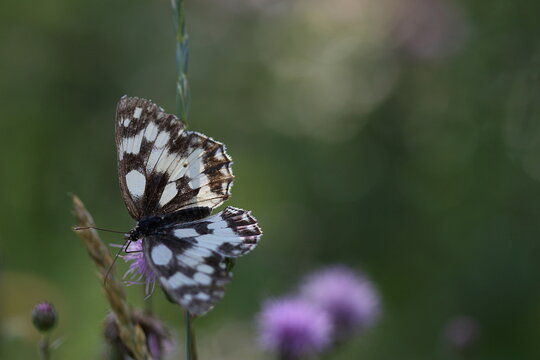 Papillon demi deuil