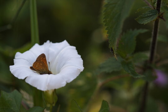 Papillon dans une ipom&eacute;e