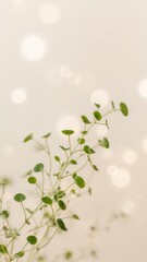 Close up shot of a delicate plant with small round leaves against a bokeh filled background light beige