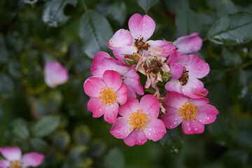 Rosa Fleurette pink, Rosaceae family. Hanover Berggarten, Germany.