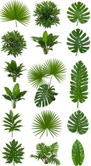 Png Set of Tropical Leaves on Transparent Background