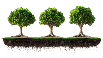 3D Trees with Roots Isolated on Transparent or White Background for Design Projects