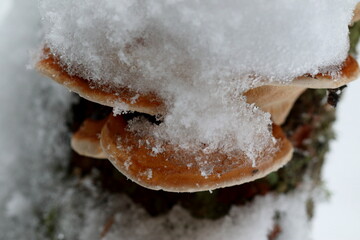 Champignon de souche sous la neige
