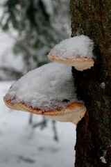 Champignon de souche sous la neige