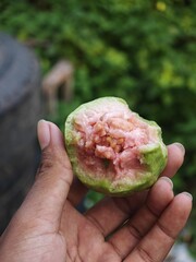 A close-up of a bitten pink guava fruit held in hand, showcasing its juicy flesh and natural texture