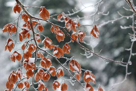 Branchages dans la neeige