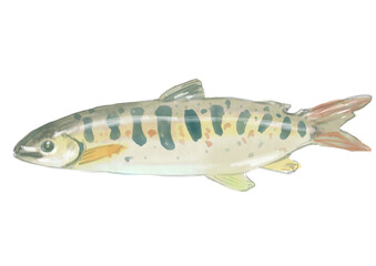 新鮮なアマゴの手描き水彩イラスト