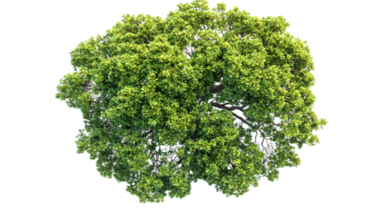 Aerial View of Isolated Mangrove Tree on White Background
