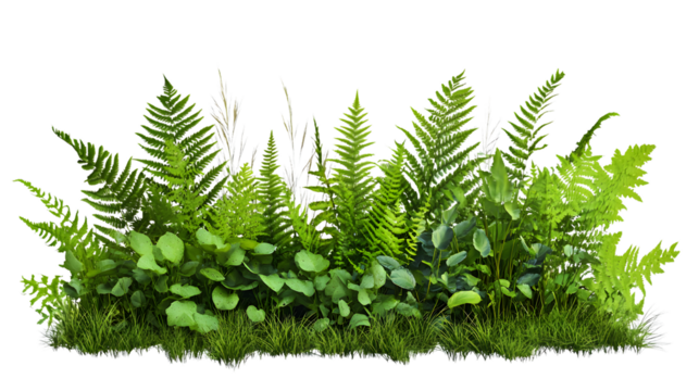 Lush Bush of Broadleaf Ferns and Grasses Isolated on Transparent Background