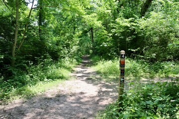 The hiking trail in the forest on a sunny day.