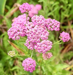 Obraz premium A close view of a bunch of pink flowers in the garden.