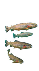 Naklejka premium Realistic Photo Isolated Cutout Four Brown Trout Fish