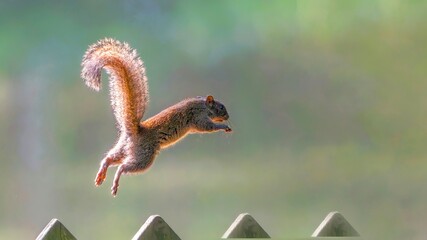 flying birds in the wildlife