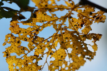 Feuille jaunie ajourée