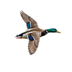 Photo of Mallard Duck in Flight Isolated on Transparent Background