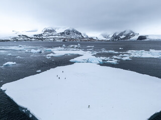 Aerial view of penguins standing on a vast, pristine white ice floe against the backdrop of Seymour Island's snow-capped mountains, Antarctica.