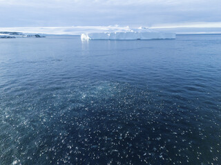 Aerial view of a vast expanse of dark blue ocean dotted with playful seals near a colossal, gleaming white iceberg, Seymour Island, Antarctica.