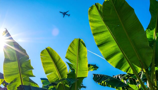 Banana leaves reach towards a bright blue sky with a distant airplane and sun flare. - Powered by Adobe