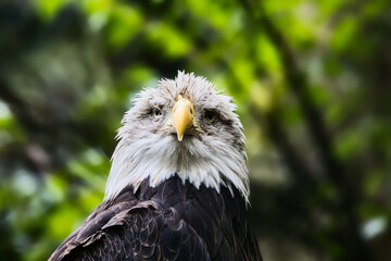 portrait of a bald eagle