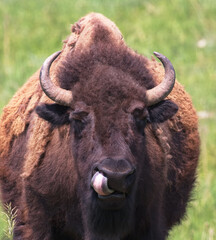 Humorous, close up of summer shedding bison in a tongue licking good action along Wildlife Loop at...