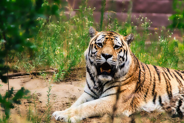 tiger in the zoo