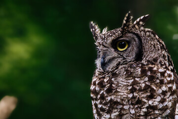 great horned owl on a branch