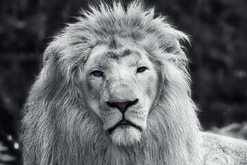 close up portrait of a lion