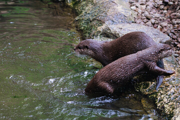 otter in the water
