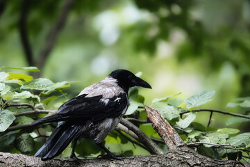 crow on a branch