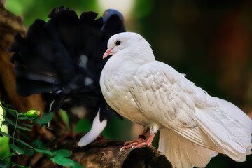white dove on a tree
