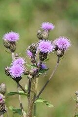Field thistle plants are blooming in nature in sunny summer day.
