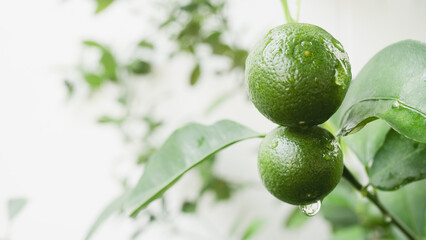 Fresh green limes with water droplets hang from branch, surrounded by lush leaves, creating vibrant...