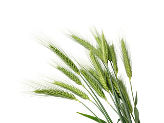 Fototapeta premium green wheat png image on transparent background