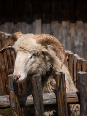 sheep in a barn