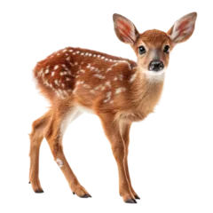 Fototapete Rund Hirsch Cute fawn deer standing on transparent background isolated on transparent background  © Rehena