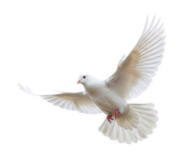 Obraz premium Beautiful white dove soaring gracefully in the air with wings spread wide, transparent background, cutout PNG