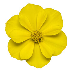 Single Vibrant Yellow Flower Blossom Isolated on Black Background