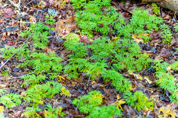 This photo captures a lush forest floor blanketed in vibrant green moss and clubmosses, creating a soft, almost carpet-like appearance.