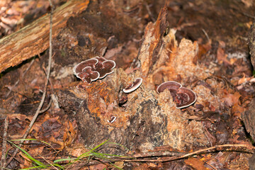 Turkey tail fungus (Trametes versicolor) growing on decaying wood. Shelf-like mushroom with...
