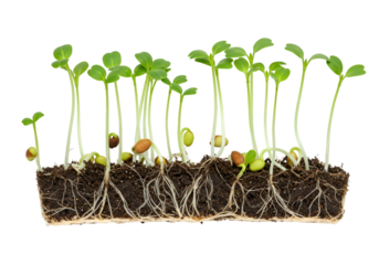 Seedling Growth Stages Isolated on Black Background