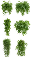 Set of 3D Realistic Hanging Green Fern Plants Isolated