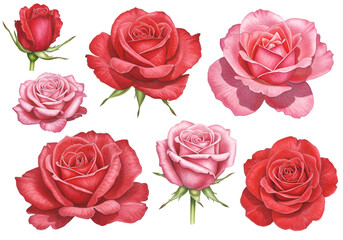 Set of Red and Pink Rose Illustrations