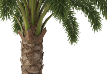 Realistic 3D Render Palm Tree on Transparent Background